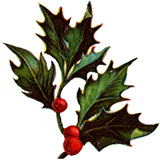 Holly plant badge